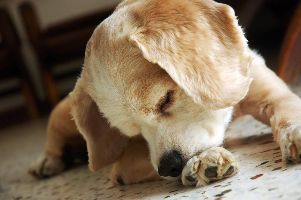 Собака кусает и грызёт свои лапы: причины, уход за лапами, когда обращаться в клинику