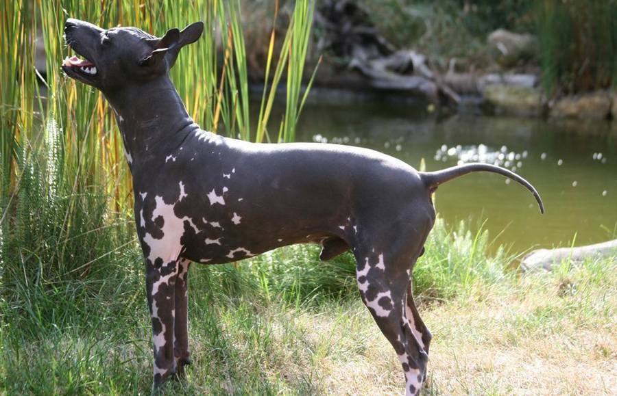 Мексиканская лысая собака, прочие породы голых собак: описание