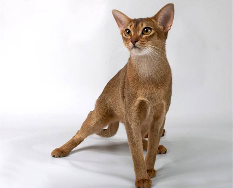 Абиссинская кошка: 7 особенностей характера