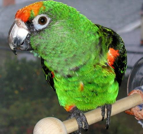 Конголезский попугай: внешний вид, характер по отзывам владельцев, жизнь дома, содержание, уход, размножение
