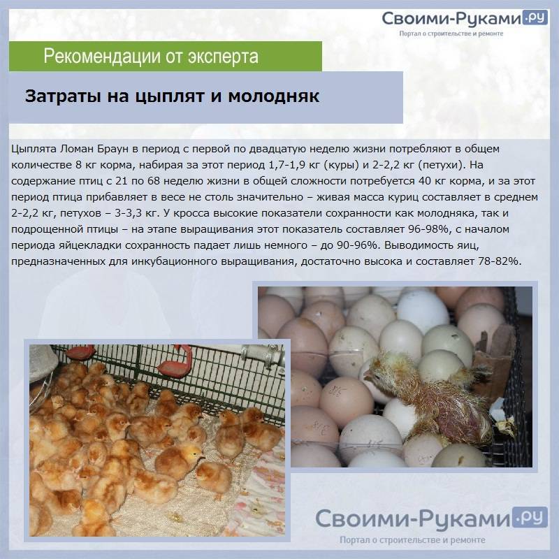 Советы для начинающих: выращивание здоровых цыплят несушек и бройлеров в домашних условиях
