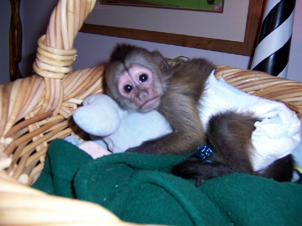 Домашние обезьянки в квартире или частном доме: описание, фото, что едят, сколько стоят, как ухаживать за "мартышками"