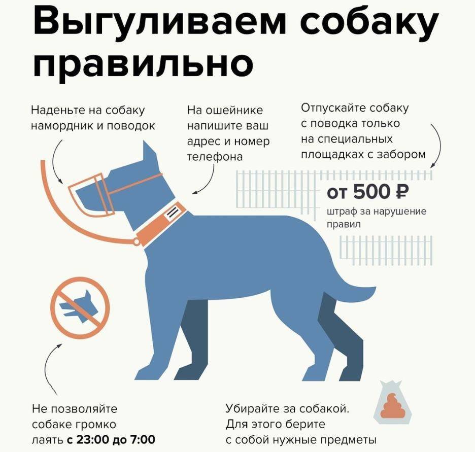 Советы ветеринара по домашнему и уличному содержанию собак. как правильно содержать собаку в доме, на улице, купать, кормить, ухаживать за шерстью, как определить, не болеет ли собака?