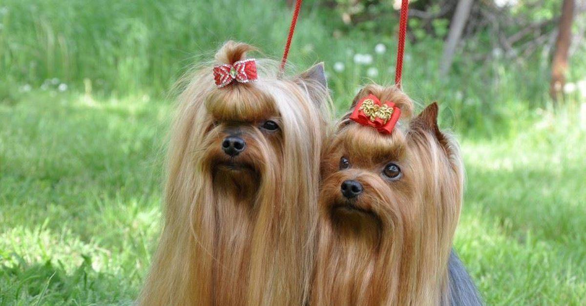 12 самых милых пород декоративных собак
