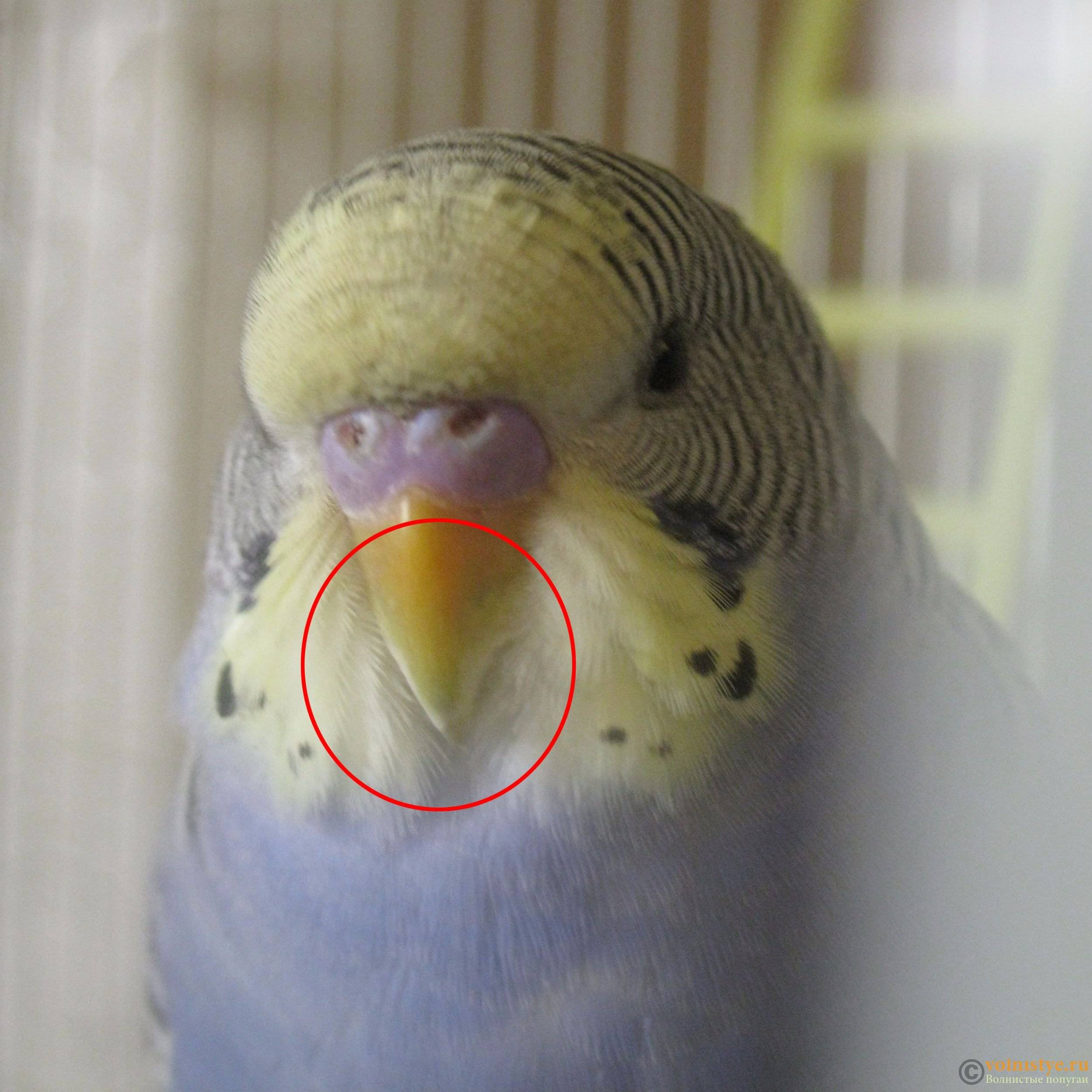 Что делать, если у попугая почернел клюв: фото и причины
