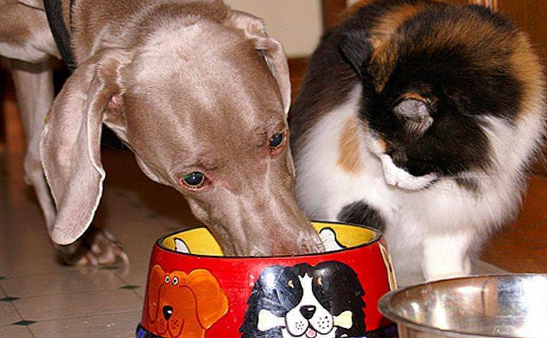 Почему нельзя кормить кошку собачьим кормом: разница в составах и случаи допустимости.