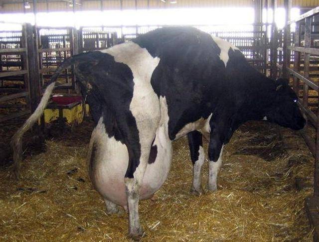 Бруцеллез: заразное молоко и мясо | университетская клиника