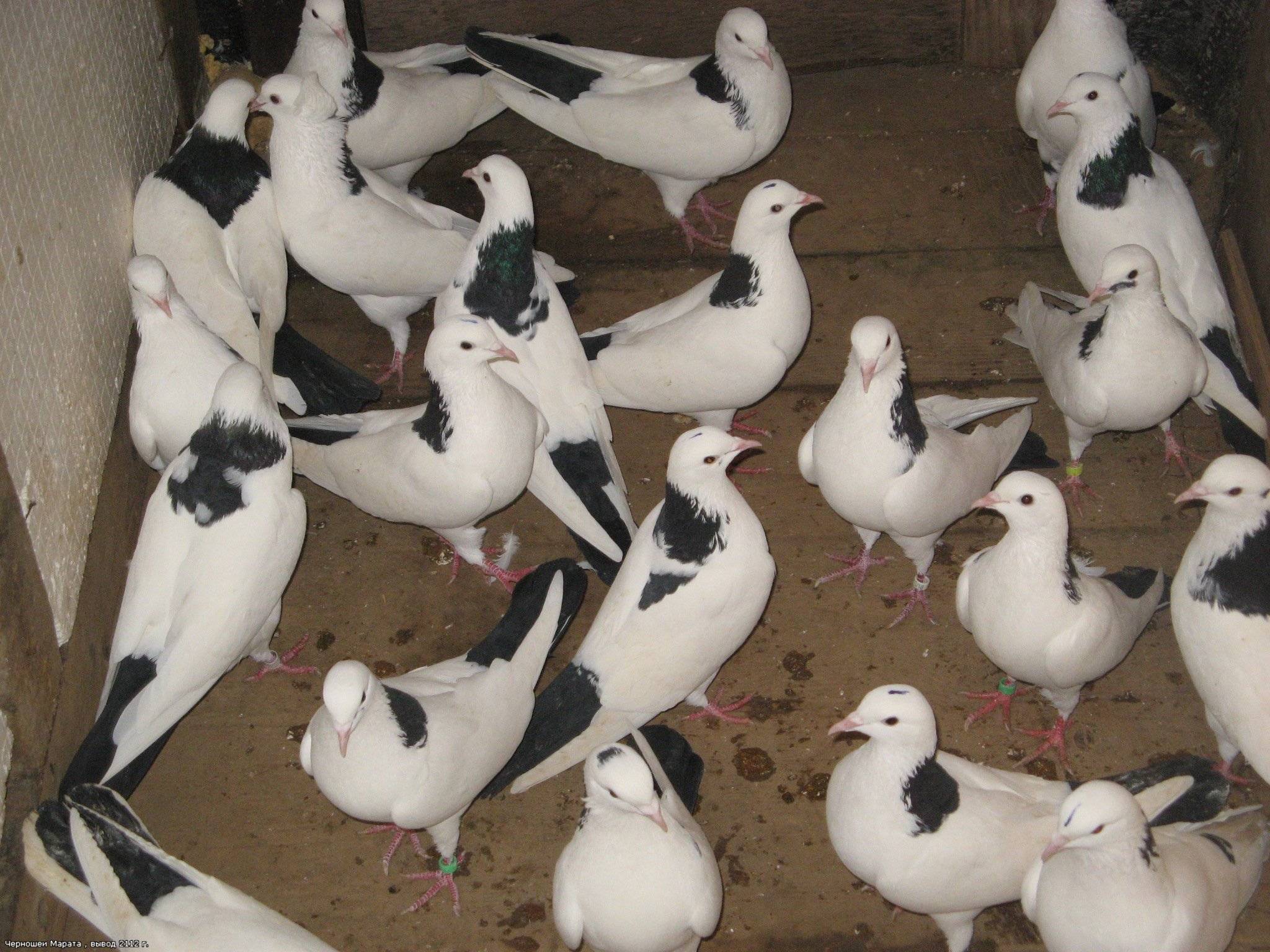 Все о голубях: бакинские голуби шейки