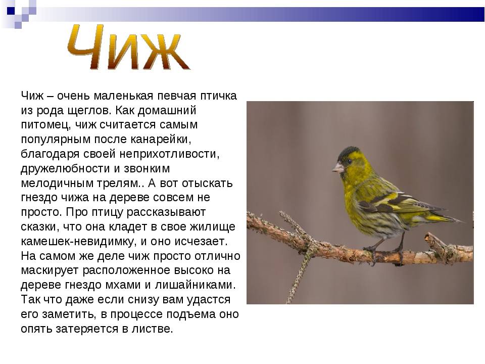 Чиж птица. описание, особенности, образ жизни и среда обитания чижа | живность.ру
