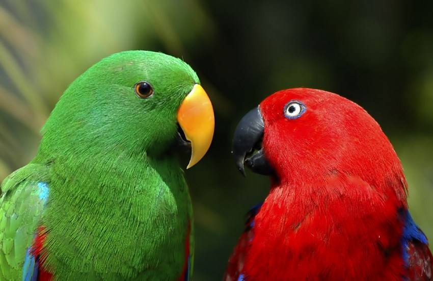 Благородный попугай Электус: фото и описание аборигенных питомцев