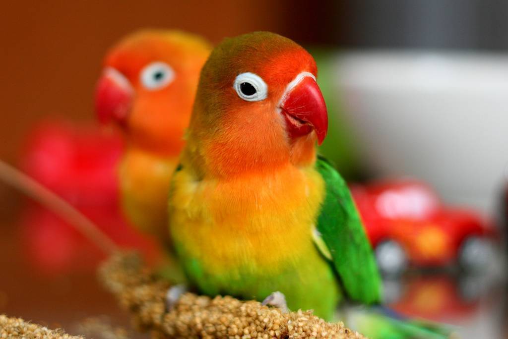 Попугаи неразлучники: содержание и уход в домашних условиях