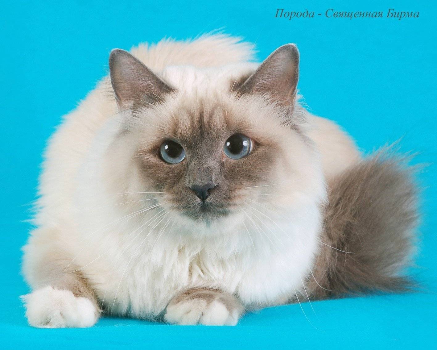 Бирманская кошка: характер кота и описание породы, и кормление
