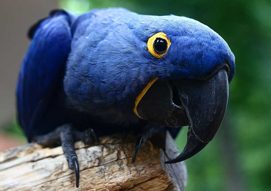 Самые большие попугаи в мире: топ-10 описание и фото