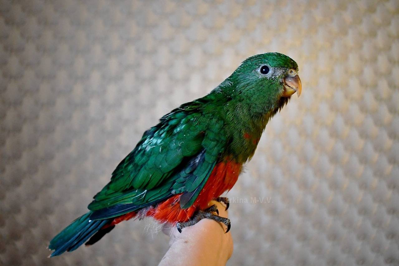 Каик попугай: черноголовый и рыжеголовый, цена, фото, видео