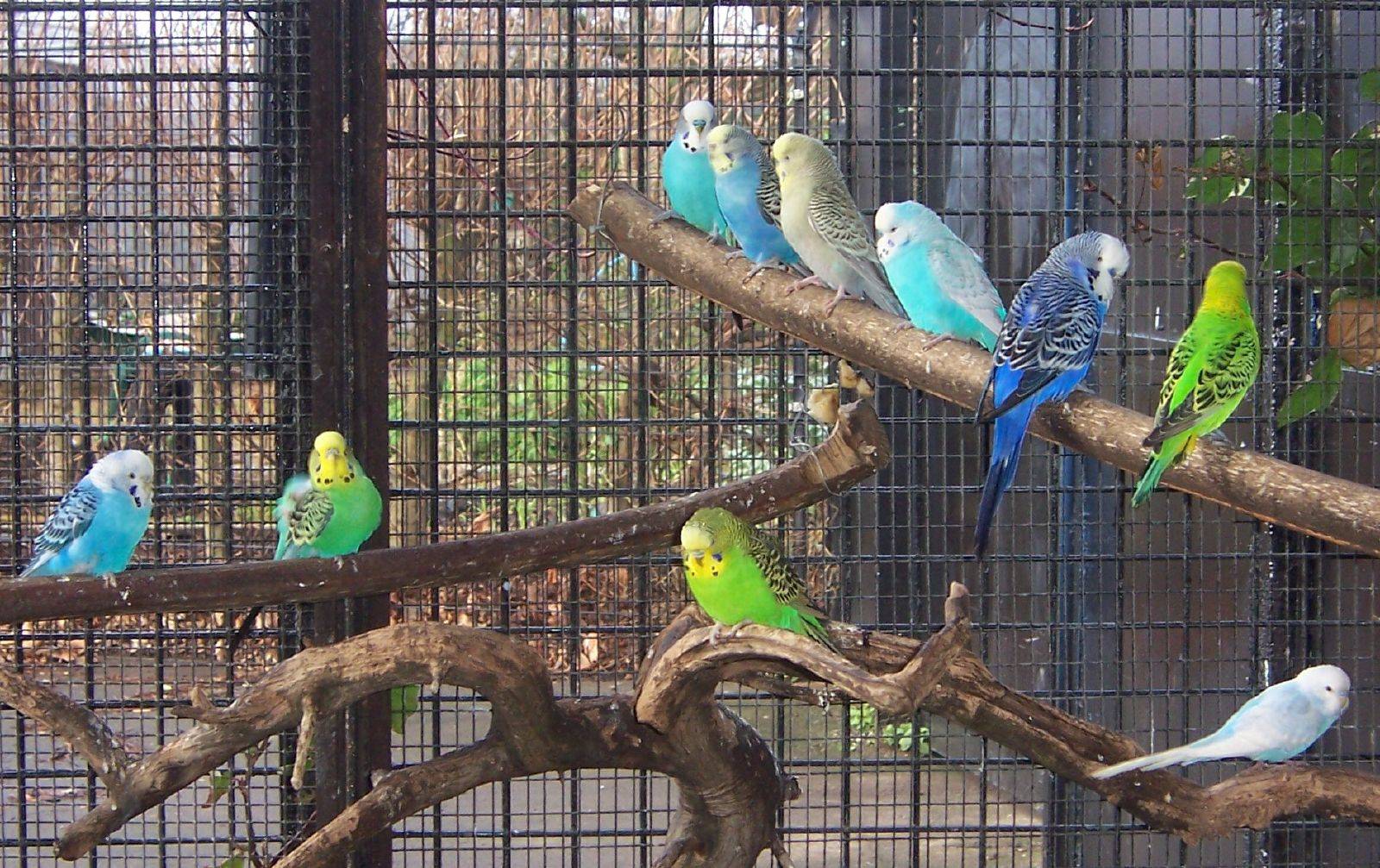 Пение волнистых попугаев – способ выразить свои эмоции и порадоваться хорошему дню