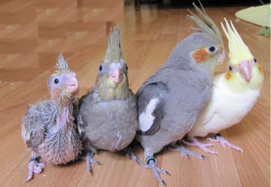 Особенности разведения попугаев корелл