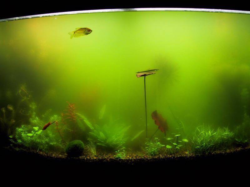 Почему в аквариуме зеленеет вода: причины и как бороться