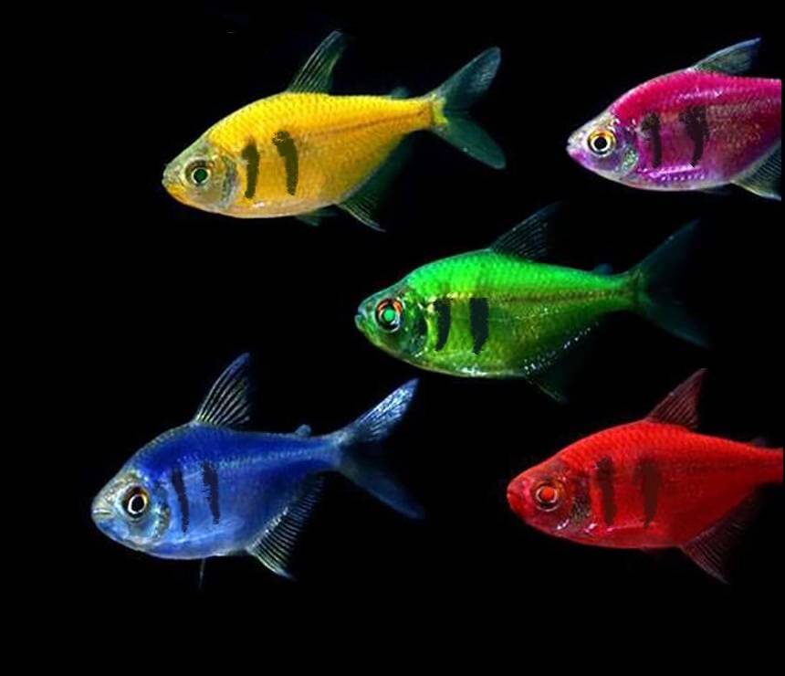 Флуоресцентные рыбки глофиш: особенности вида, условия содержания светящегося данио-рерио - kotiko.ru