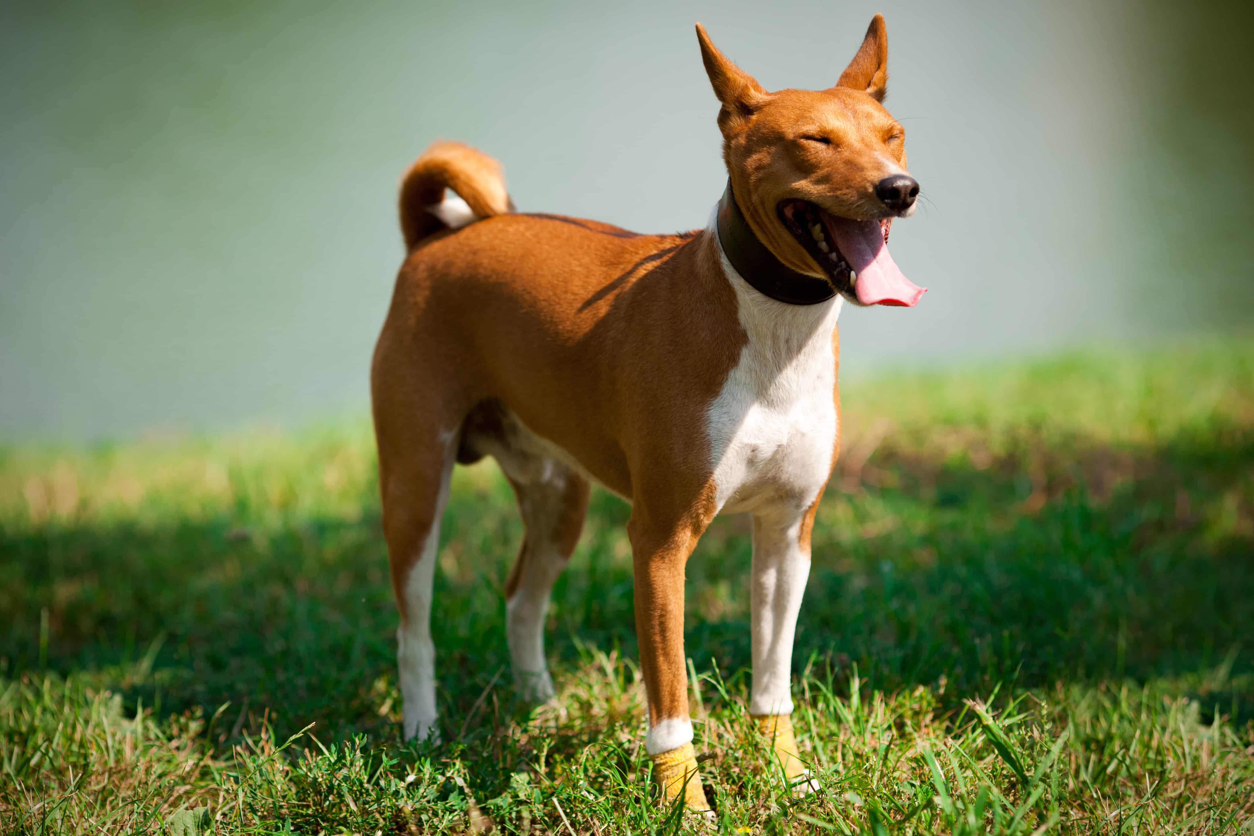 Описание породы, условия содержания и история собаки басенджи