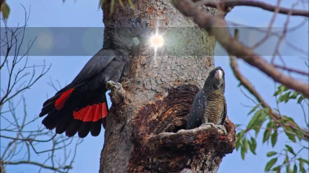 Черный краснохвостый какаду (calyptorhynchus banksii)