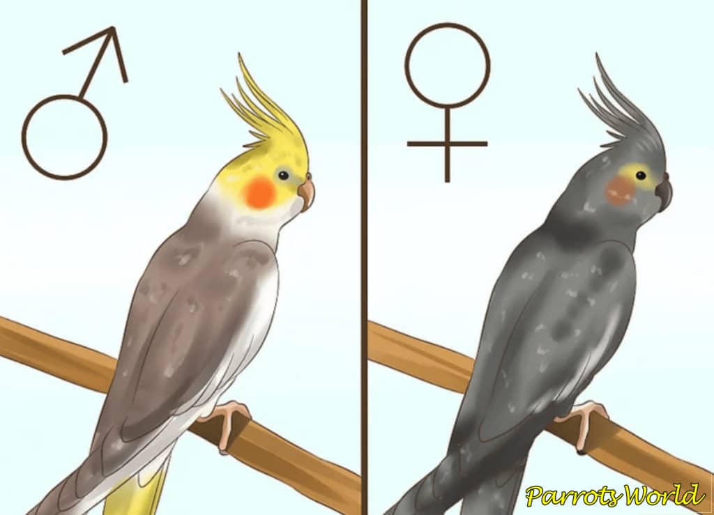 Как определить пол попугая корелла, отличить самца от самки, (фото)