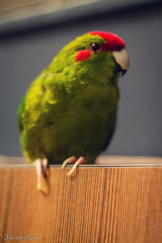 Какарик попугай: описание, содержание в домашних условиях