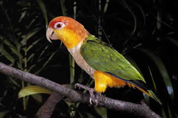 Род попугаев ара: описание