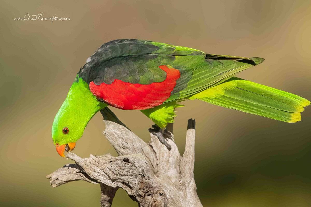 Разнообразие ярких представителей пернатого мира – попугаев