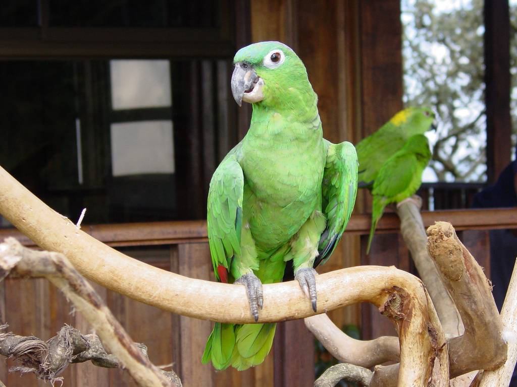 Амазон Мюллера — описание, уход и содержание попугая