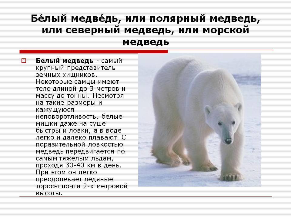 Не людоеды и вовсе не белые: что еще вы не знали о полярных медведях?