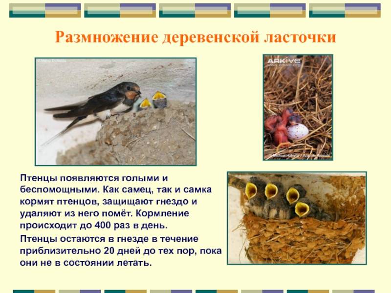 Описание деревенской ласточки: где обитает, чем птица питается и какой материал использует для гнезда