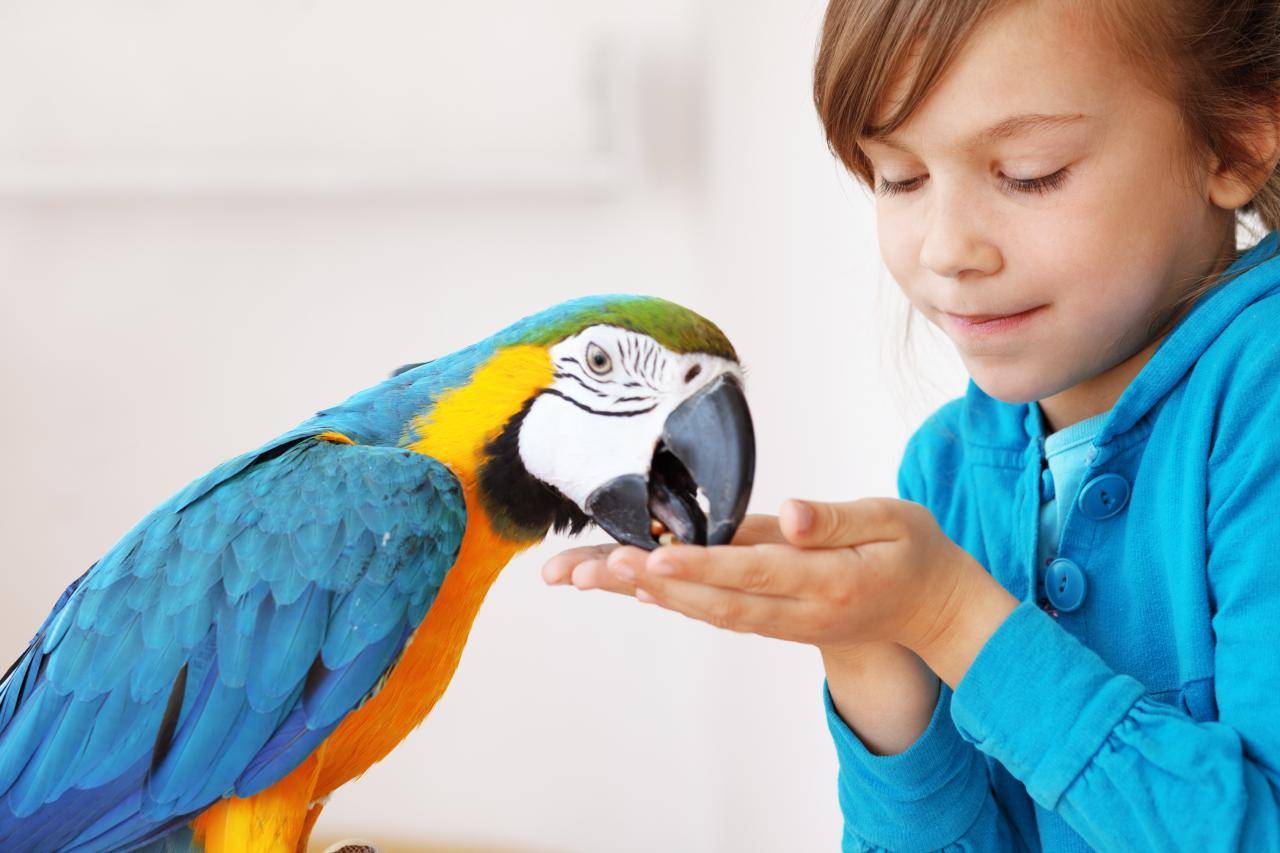 Попугай: неприхотливый питомец, ценящий хорошую беседу