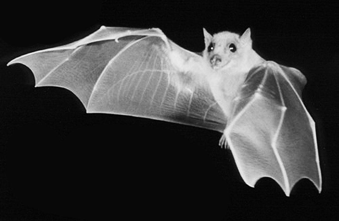 Виды летучих мышей: водяная ночница, вампир, белая, фруктовая