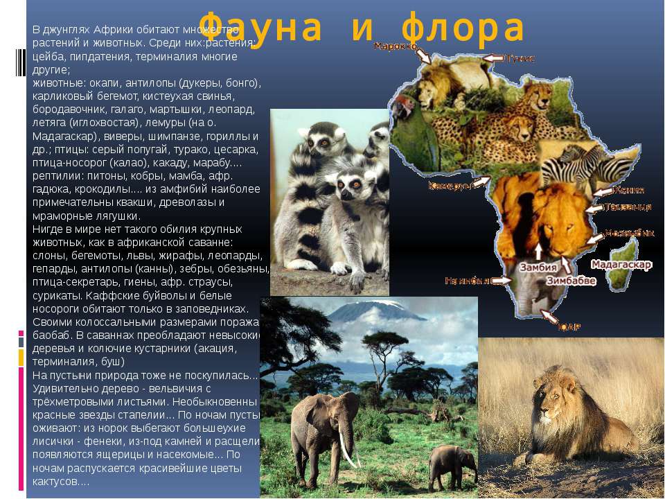 Животные саванны. описания, названия и особенности животных саванны | живность.ру