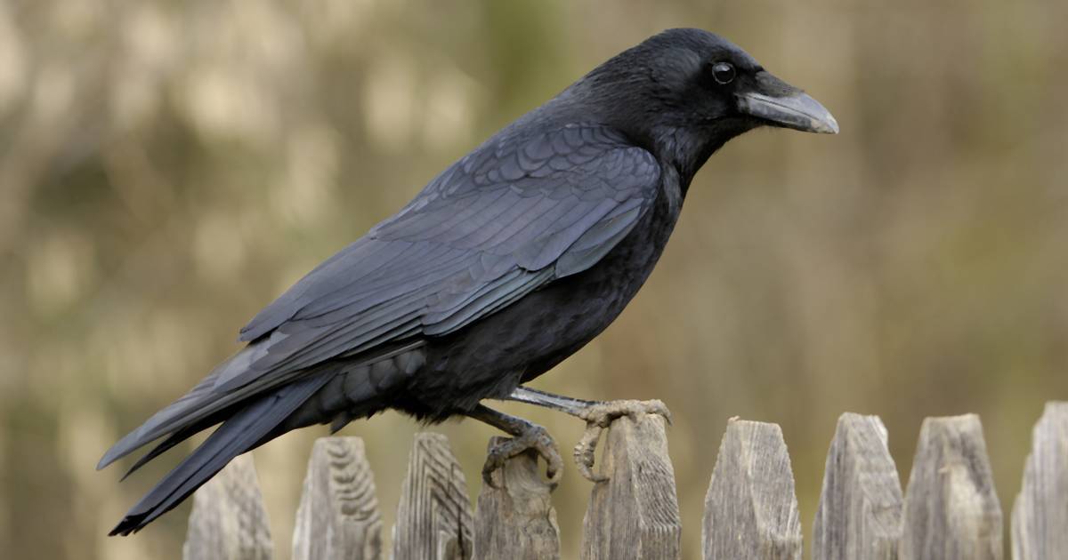 Содержание и дрессировка ворона | блог ветклиники "беланта"