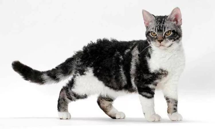 Американская жесткошерстная кошка – невероятная история происхождения - mirlap