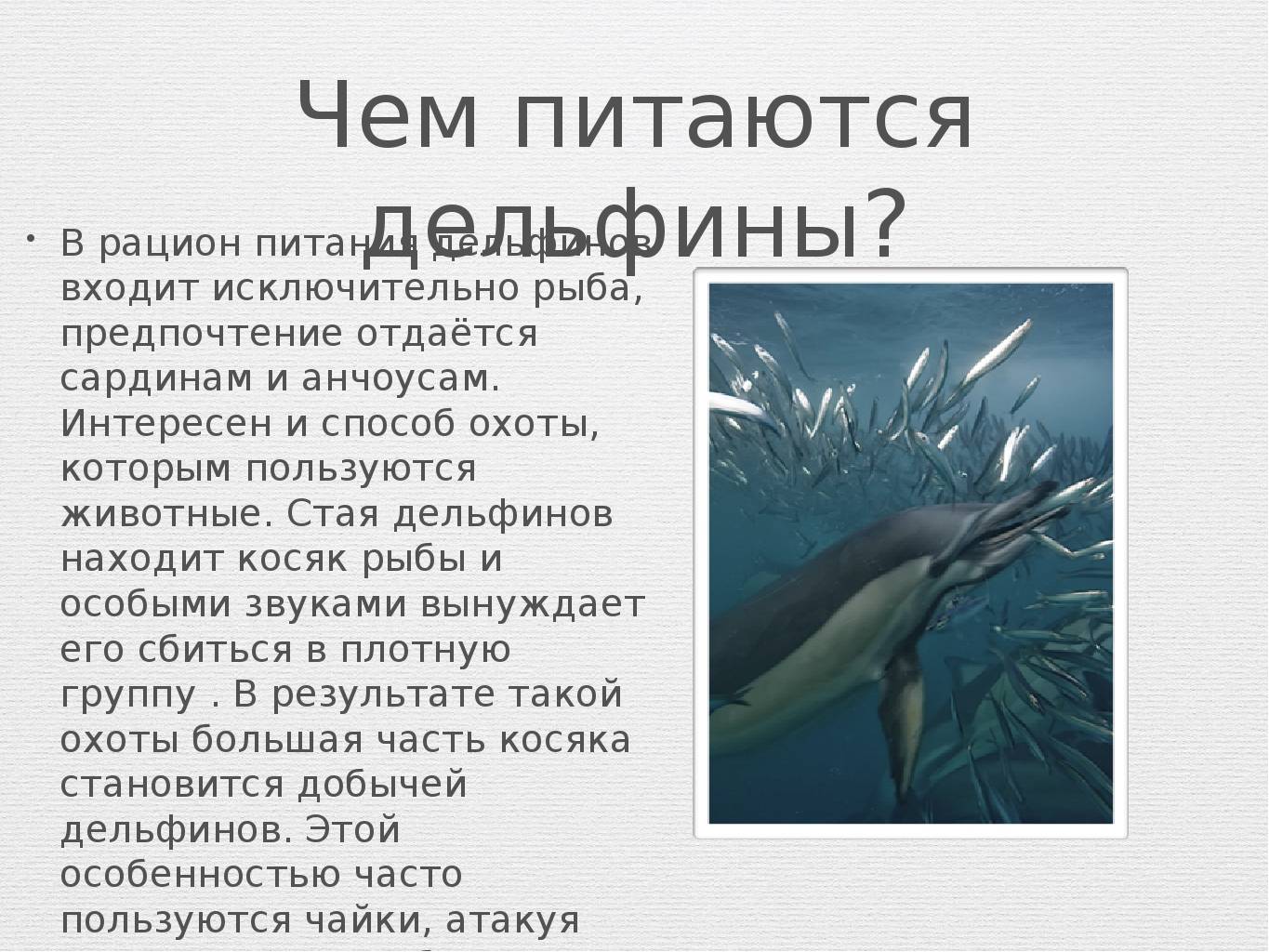 Дельфин: описание, виды, образ жизни, общение, фото, интересные факты