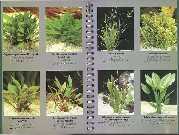 Самые неприхотливые комнатные растения: фото и названия (каталог)