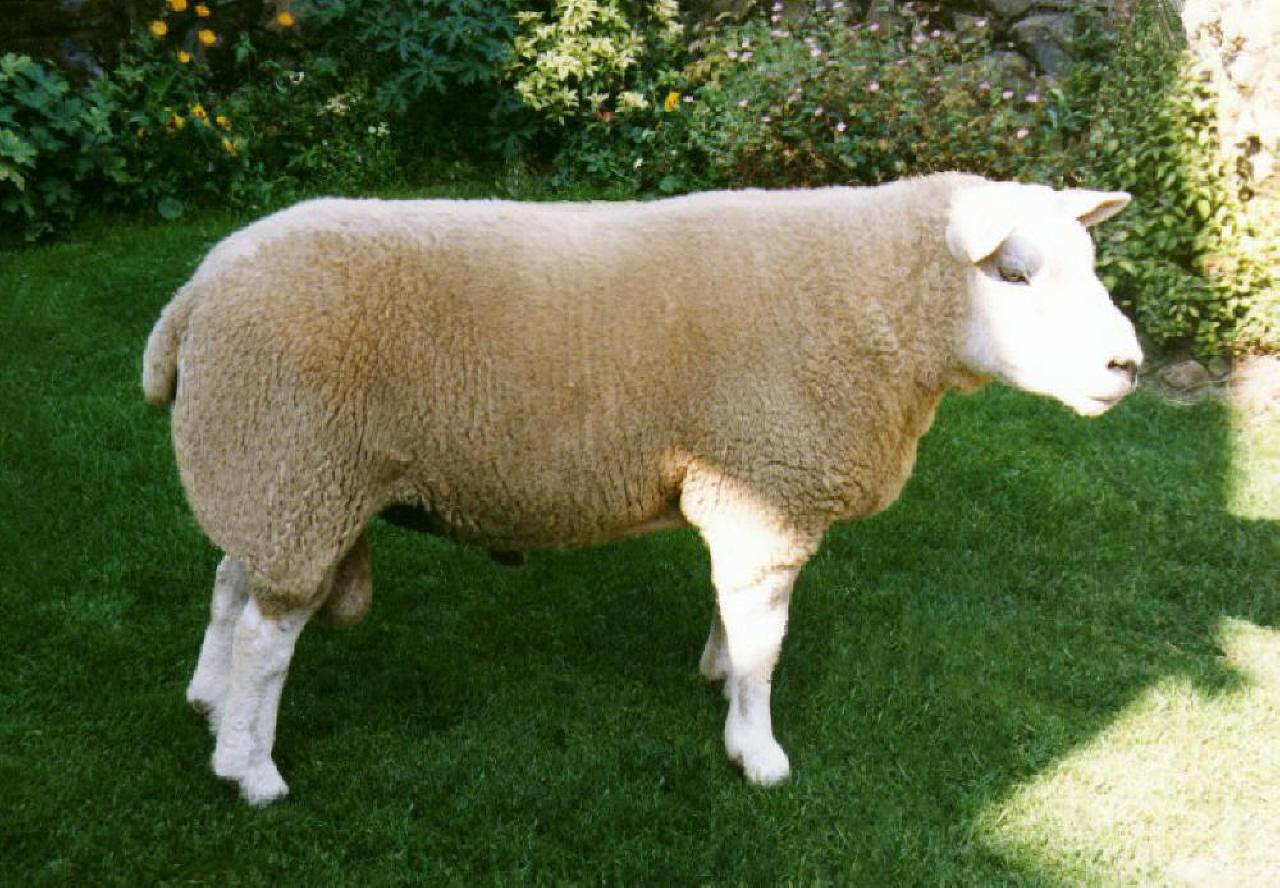 Порода овец тексель: описание и характеристика