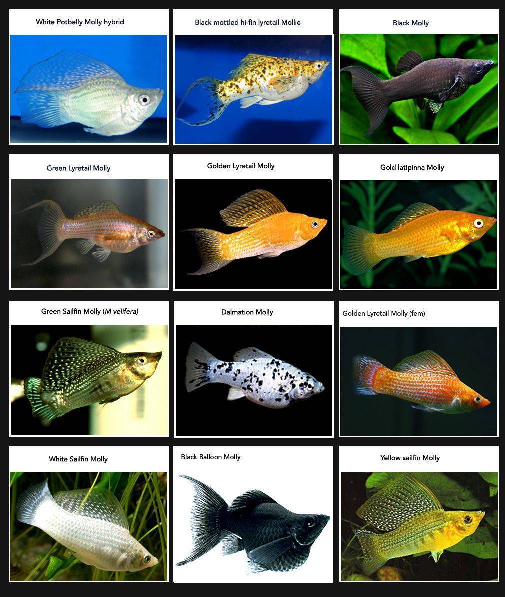 50 самых популярных аквариумных рыбок