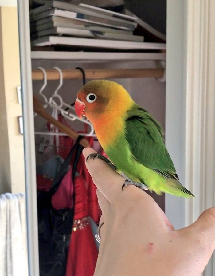 Какого попугая лучше завести в квартире