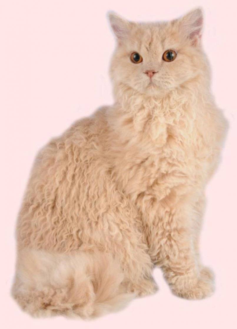 Порода кошек селкирк-рекс - мир кошек