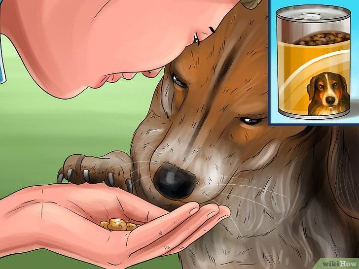 Как вызвать рвоту у собаки - перекись водорода и другие способы