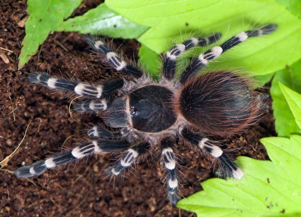 Acanthoscurria geniculata: содержание паука, опасность его укуса