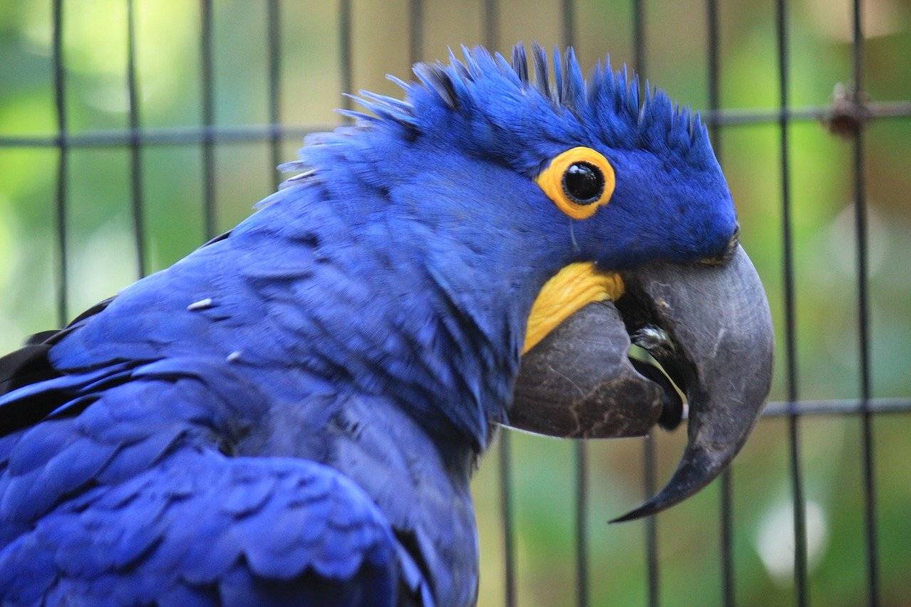 Голубой ара спикса - самый редкий попугай