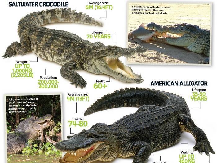 Давайте разберемся, чем отличается крокодил от аллигатора