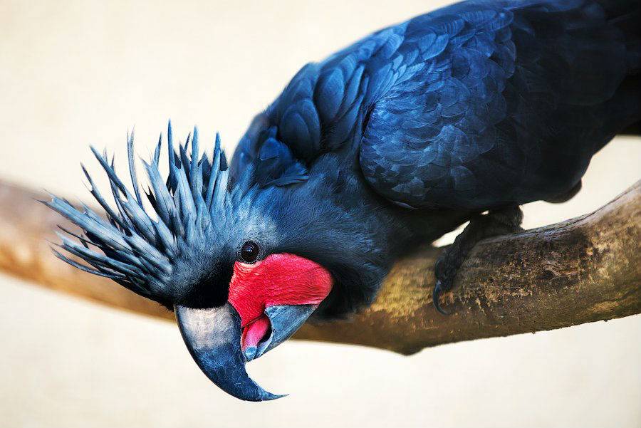 Черный какаду (пальмовый попугай): описание, образ жизни, содержание