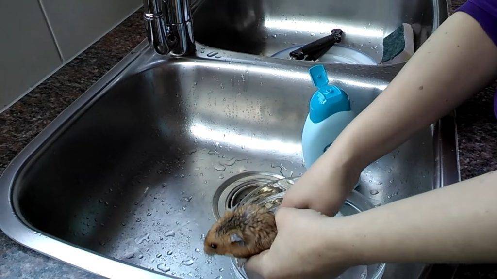 Можно ли купать хомяка в воде и как его мыть правильно