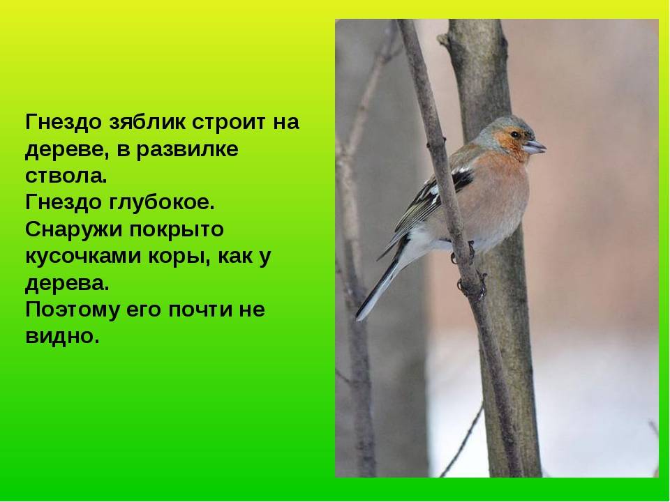 Зяблик птица. описание, особенности, образ жизни и среда обитания зяблика