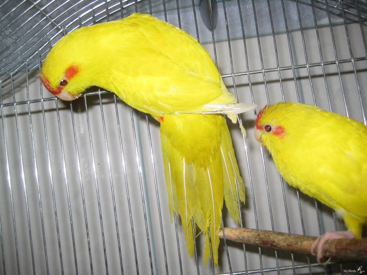 Особенности, среда обитания, характер и фото попугая какарика